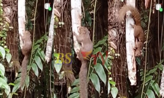 
 Keajaiban di Rimba Talisayan: Saat Tupai Liar Mendadak Jinak Talisayan-Kabupaten Berau Kaltim