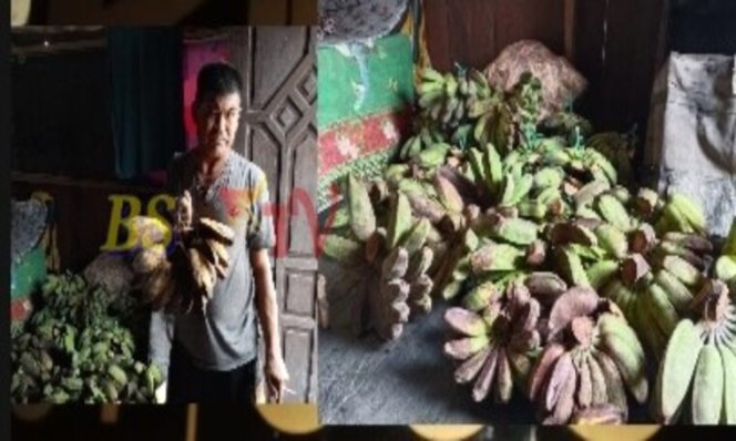 
 Kasbi Buka Penjualan Pisang Kualitas Super di Desa Binai Harga Rakyat Hanya Rp25 Ribu!