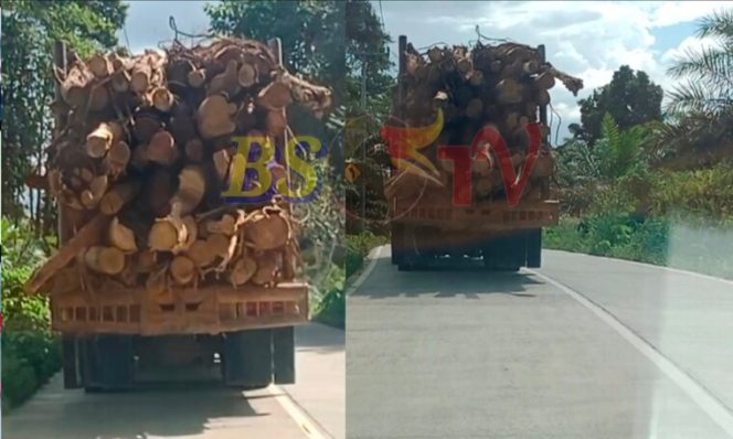 
 Lintasi Jalan Umum, Truk Bermuatan Log Kayu Besar Diduga Milik PT TRH Dikeluhkan Warga