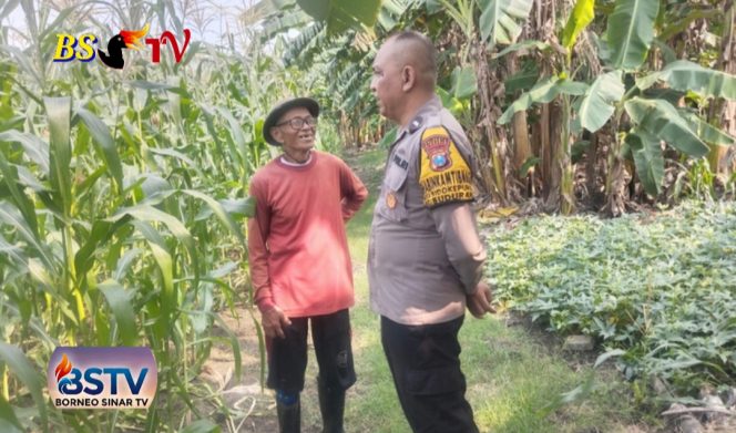 
 Semangat Polisi Cinta Petani Bhabinkamtibmas Polsek Buduran Kawal Swasembada Pangan di Sidoarjo
