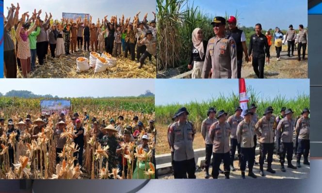 
 Panen Jagung Kuartal III di Kecamatan Balongbendo