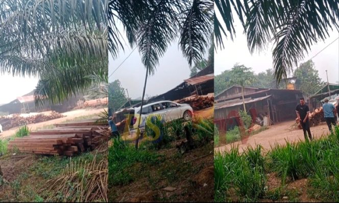 
 Marak Kayu Bertumpuk di Tumbit Daya, Aparat Diminta Sikat Pelaku!